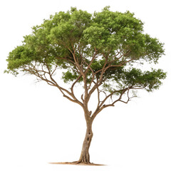 The Lagerstroemia speciosa also called Jarul tree isolated on a transparent background png