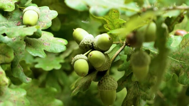 Green acorns with lush oak leaves on wild tree branch close up
