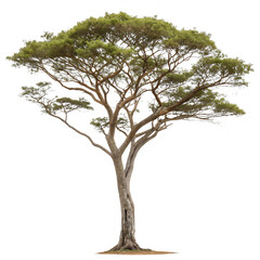 Fototapeta premium A single tall Kao tree with dense green foliage isolated on a transparent background png