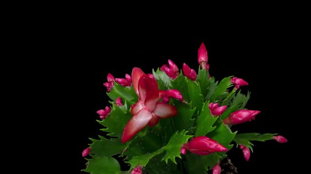 Macro time lapse blooming Schlumberger flower (Christmas cactus or Thanksgiving cactus), isolated on pure black background