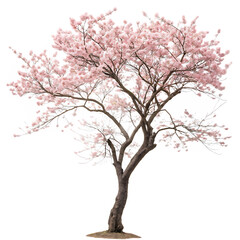 Obraz premium A solitary Katuri tree with dense green leaves isolated on a transparent background png