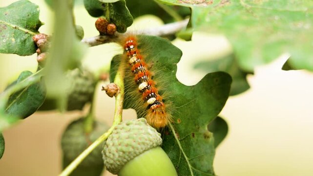 Brown spotted hairy Moma alpium caterpillar on oak leaf of tree growing in forest close-up