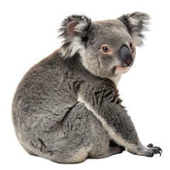 Naklejka premium A cute koala marsupial climbing a eucalyptus tree isolated on a transparent background png