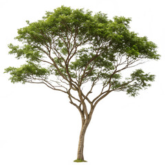 Fototapeta premium The Ziziphus mauritiana also known as Kul tree isolated on a transparent background png