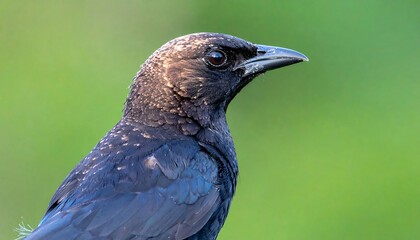 Close-up profile view of a glossy blackbird, showcasing intricate feather details against a soft green out-of-focus background.
