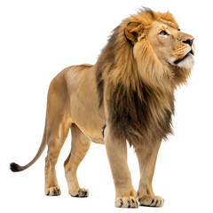 Obraz premium A majestic male lion with a large mane isolated on a transparent background png