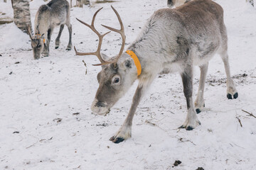 Reindeer walking in the snow in winter