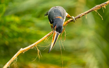 collared aracari, Halsbandarassari (Pteroglossus torquatus)