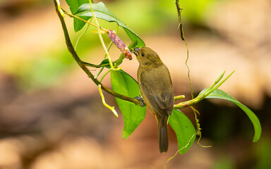 Dunkelspelzer (Sporophila corvina)
