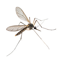 Close-up of a single mosquito insect a dangerous pest isolated on a transparent background png
