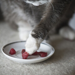 Devon Rex holt sich Fleisch vom Teller