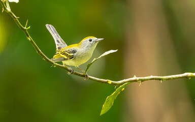 weiblicher Gelbscheitel-Waldsänger (Setophaga pensylvanica)