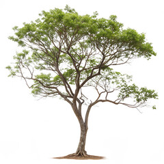 A flowering Nageshwar or Ironwood tree with white blossoms isolated on a transparent background png