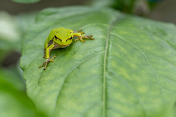 Tree frog on a green leaf