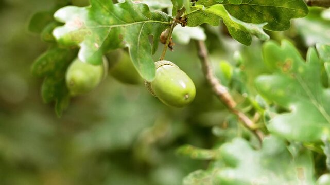 Green acorn among lush oak leaves on wild tree branch in timberland close up