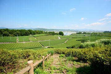 牧之原台地の茶園