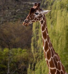 Giraffe in natural habitat