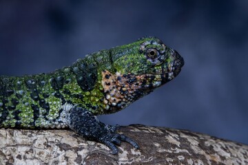 Vibrant Lizard Close-Up
