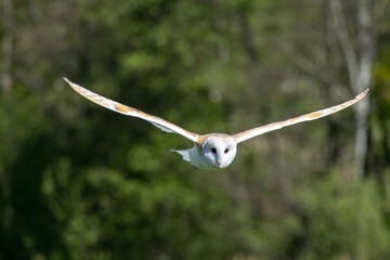 Barn owl soaring with open wings