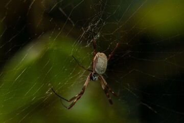 Spider on Web with Green Background
