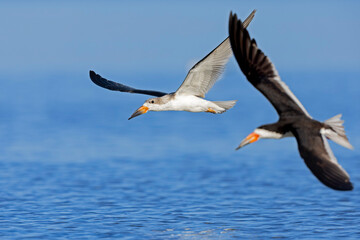 Obraz premium American black skimmers (Rynchops niger) in flight.