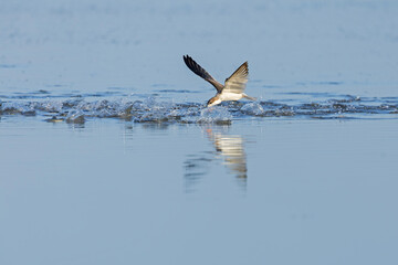 A juvenile American black skimmer (Rynchops niger) in flight hunting for fish.