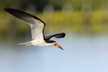 An American black skimmer (Rynchops niger) in flight.