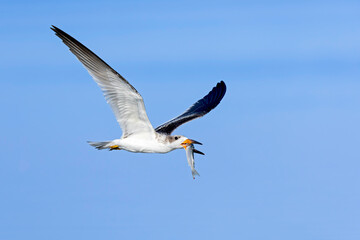 A juvenile American black skimmer (Rynchops niger) in flight with a huge fish.