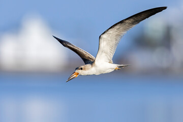 A juvenile American black skimmer (Rynchops niger) in flight.