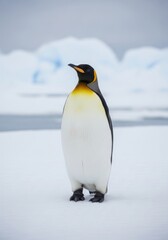 Obraz premium Majestic King Penguin Stood Proudly on the Frozen Antarctic Landscape