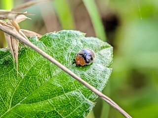 ladybug on a leaf