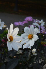 Macro photo of blooming flowers in a park, close up view of delicate colorful petals in natural light. Vibrant floral background, botanical texture, fresh spring and summer nature, peaceful outdoor 