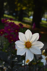 Macro photo of blooming flowers in a park, close up view of delicate colorful petals in natural light. Vibrant floral background, botanical texture, fresh spring and summer nature, peaceful outdoor 