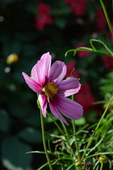 Macro photo of blooming flowers in a park, close up view of delicate colorful petals in natural light. Vibrant floral background, botanical texture, fresh spring and summer nature, peaceful outdoor 