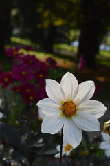 Macro photo of blooming flowers in a park, close up view of delicate colorful petals in natural light. Vibrant floral background, botanical texture, fresh spring and summer nature, peaceful outdoor 