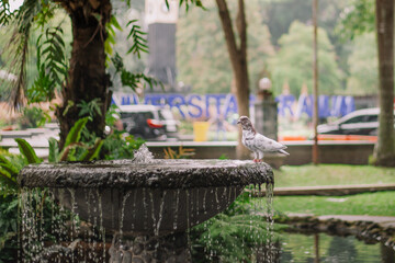 A speckled pigeon perches on the edge of a small stone water fountain, with water trickling down...