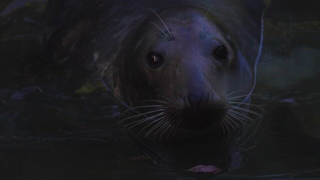 seal (Phoca vitulina) close up in zoo