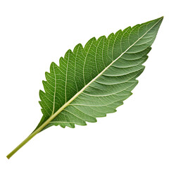 Fototapeta premium A single fresh leaf of the teff plant a gluten-free grain isolated on a transparent background png