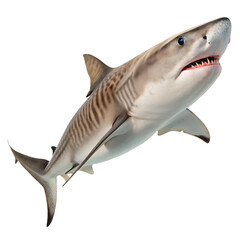 Naklejka premium A large tiger shark with dark stripes a dangerous predator isolated on a transparent background png