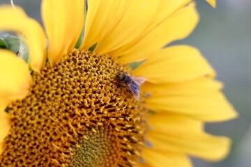 Bee pollinating a sunflower in a sunny field.