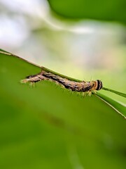 caterpillar on a leaf