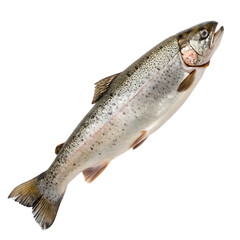 Naklejka premium A fresh rainbow trout a freshwater fish ready to be cooked isolated on a transparent background png