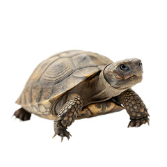 Fototapeta premium A common turtle a reptile with a protective shell isolated on a transparent background png