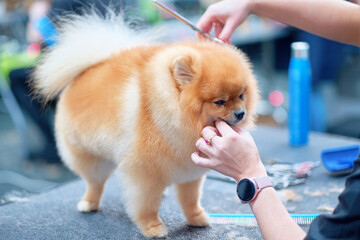 A red-haired dog on a grooming table during a wool haircut