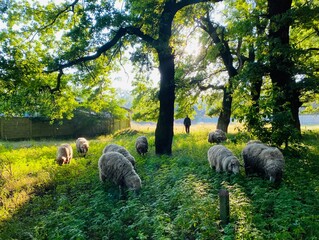 sheep roaming freely under oak trees, Oleshki, Kherson region