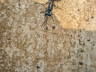 Black soldier fly on the wall