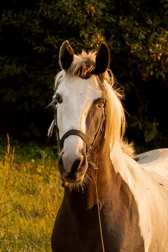 Retrato de cavalo com pelagem malhada sob luz natural