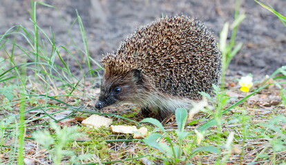 hedgehog in the grass