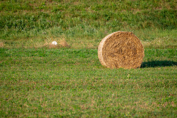 Hay bale on green field