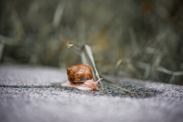 A Snail on the Move